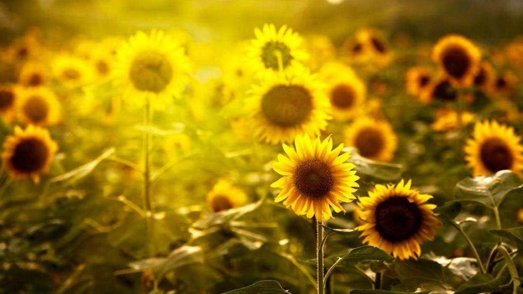 ZonnebloemenEGP.jpg